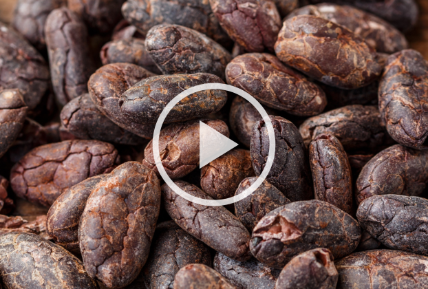 It’s time for a Nordic initiative on sustainable cocoa